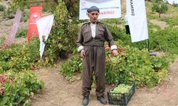 Uludere’de Behdini Üzümü Hasat Şenliği: Bölge Ekonomisine Katkı Sağlıyor