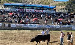 Ardanuç Kültür ve Sanat Festivali'nde boğa güreşleri heyecanı