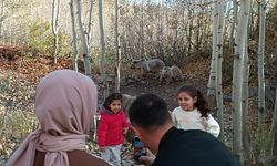 Nemrut Krater Gölü'ne gidenler, karşılarına çıkan bozayıları görüntülüyor