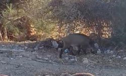 Bodrum'da Aç Kalan Yaban Domuzlarına Mama Desteği