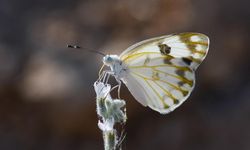 Siirtli taksicinin kelebek tutkusu bilime katkı sunuyor