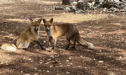 Termessos'u ziyarete gelenleri ormanın sevimli sakinleri tilkiler karşılıyor