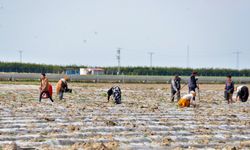 26 kadavra üzerinde mikroplastik araştırması; kan dolaşımı ile vücuda yayılıyor