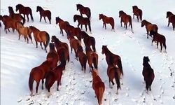 Bolu'da karlı havada yılkı atları görüntülendi