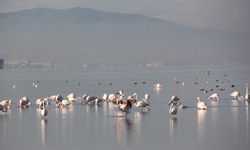 İzmit Körfezi’nde flamingo güzelliği / Ek Fotoğraflar