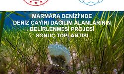 Prof. Dr. Sarı: 1300 kilometrelik kıyı şeridinde 4 binden fazla pina tespit ettik