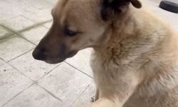 Sokak köpeği, kendisini besleyen kişinin dükkanına tavuk budu bıraktı; o anlar kamerada