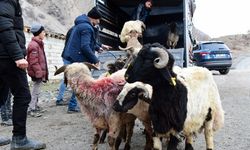 Van'da fırtına 2 ahırın çatısını uçurdu, koyunlar enkaz altında kaldı, kaçanlara da kurtlar saldırdı