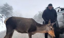 Yolda karşılarına çıkan kızılgeyiği beslediler