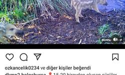 Yaban domuzu yavruları ormanda su içerken fotokapanla görüntülendi