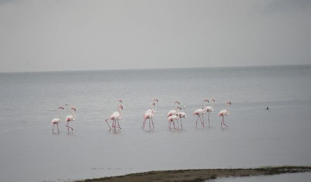 Göç yolundaki flamingolar İznik Gölü’nde konakladı