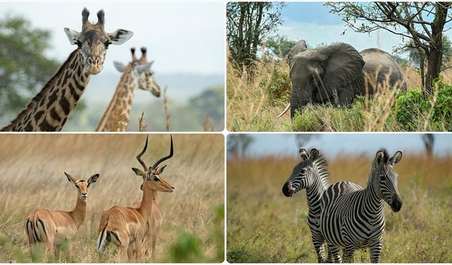 Afrika'da yaban hayatı popülasyonu son 50 yılda yüzde 76 azaldı