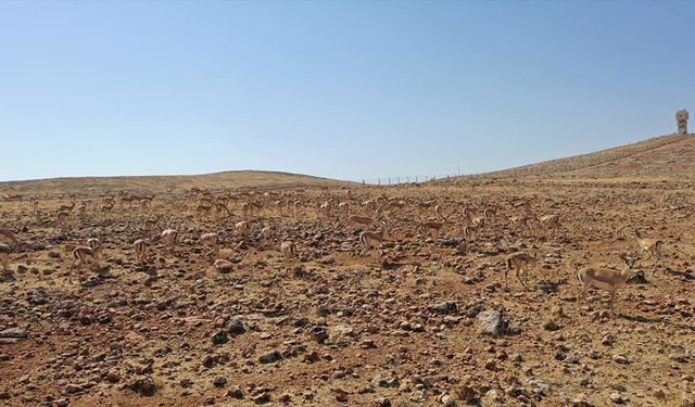 Şanlıurfa ve Şırnak dağlarındaki ceylanların sayısı artıyor