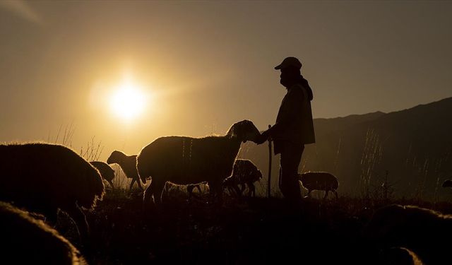 Tunceli'de Göçerlerin Zorlu Yayla Dönüşü: Yaban Hayvanlarına Karşı Mücadele