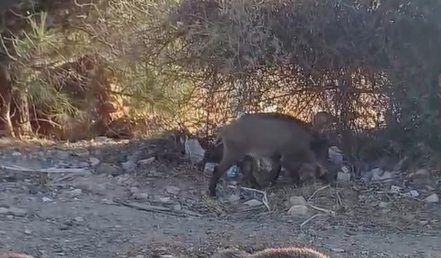 Bodrum'da Aç Kalan Yaban Domuzlarına Mama Desteği