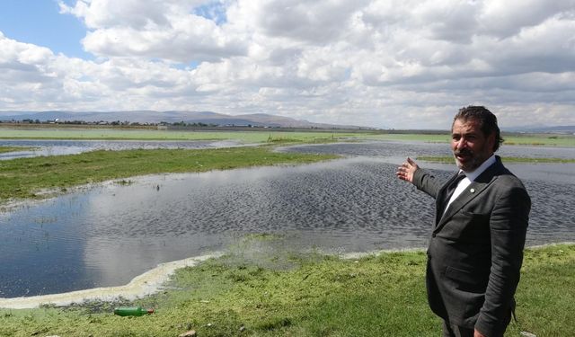 Erzurum Ovası'nda Yağışlar Kuş Cenneti Oluşturdu: Sürmeli Kızkuşu Görüntülendi