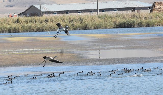 Ulaş Gölü’nde Su Seviyesi Alarm Veriyor, Kuş Çeşitliliği Dikkat Çekiyor