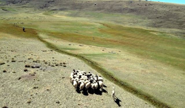 Kaybolan koyunları, öğretmen dronla buldu