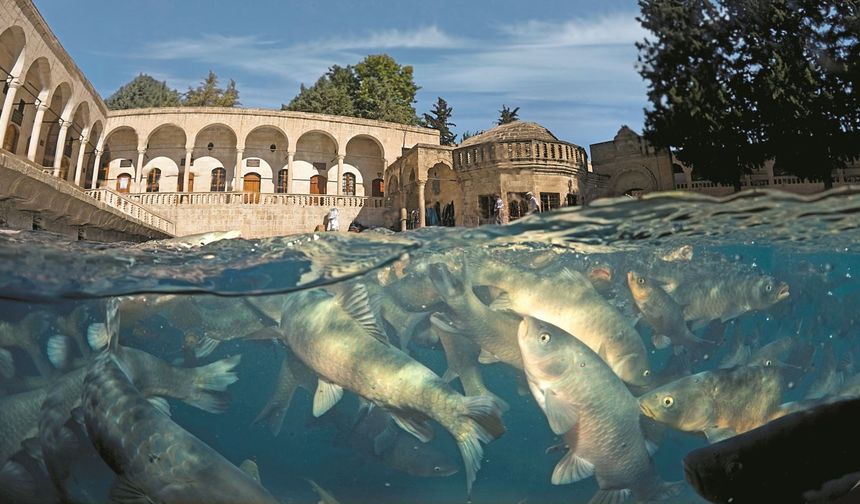 Şanlıurfa’nın Kutsalı: Balıklı Göl