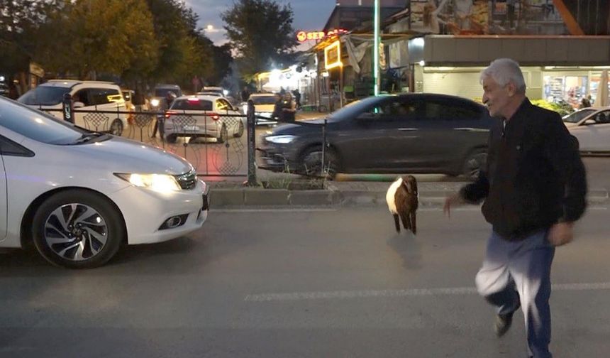 Muş’ta Sıra Dışı Dostluk: 'Fulya' Adlı Kuzu Sahibinin Peşini Hiç Bırakmıyor